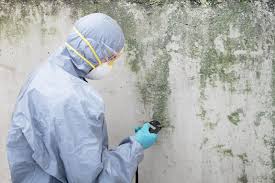 Why You Should Choose Our Mold Remediation Services in Whitefish, MT